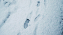 Couple Notices ‘Eerie’ Footsteps in Snow—Everyone is ‘Concerned’