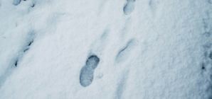 Couple Notices ‘Eerie’ Footsteps in Snow—Everyone is ‘Concerned’