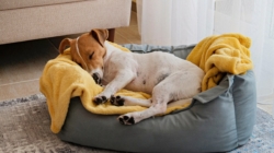 Your Dog’s Bedtime Routine Could Be Stressing Them Out—Here’s How to Fix It