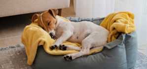 Your Dog’s Bedtime Routine Could Be Stressing Them Out—Here’s How to Fix It