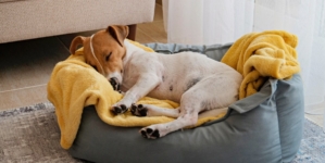 Your Dog’s Bedtime Routine Could Be Stressing Them Out—Here’s How to Fix It