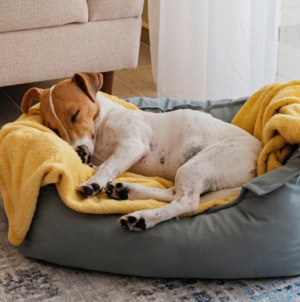 Your Dog’s Bedtime Routine Could Be Stressing Them Out—Here’s How to Fix It