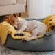 Your Dog’s Bedtime Routine Could Be Stressing Them Out—Here’s How to Fix It