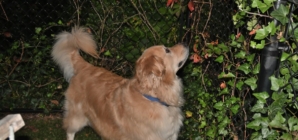 Golden Retriever Wakes Up His Owner, Chaos That Follows Delights Internet