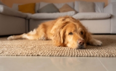 Golden Retrievers’ Reaction to Trombone Has Internet in Tears: ‘Enemy’