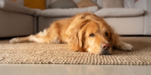 Golden Retrievers’ Reaction to Trombone Has Internet in Tears: ‘Enemy’