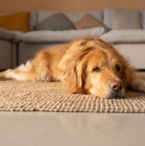 Golden Retrievers’ Reaction to Trombone Has Internet in Tears: ‘Enemy’