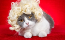 Cat Notices Brother Has New Hairstyle, Hysterics at Reaction—‘Backing Away’