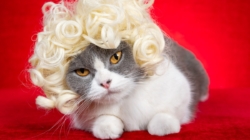 Cat Notices Brother Has New Hairstyle, Hysterics at Reaction—‘Backing Away’