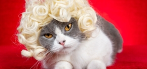 Cat Notices Brother Has New Hairstyle, Hysterics at Reaction—‘Backing Away’