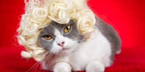 Cat Notices Brother Has New Hairstyle, Hysterics at Reaction—‘Backing Away’