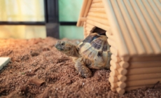 Turtle Wakes Up From Hibernation—Immediately Demands Scratches From Owner 