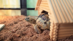 Turtle Wakes Up From Hibernation—Immediately Demands Scratches From Owner 