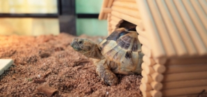 Turtle Wakes Up From Hibernation—Immediately Demands Scratches From Owner 