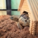 Turtle Wakes Up From Hibernation—Immediately Demands Scratches From Owner 
