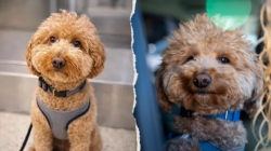 Dog abandoned at Las Vegas airport adopted by police officer