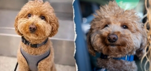 Dog abandoned at Las Vegas airport adopted by police officer