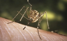 Mosquitoes are back with a bite in SoCal. Why they’re nibbling in the winter