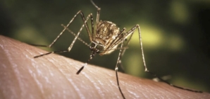 Mosquitoes are back with a bite in SoCal. Why they’re nibbling in the winter