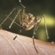 Mosquitoes are back with a bite in SoCal. Why they’re nibbling in the winter