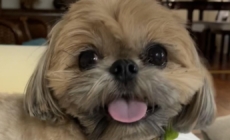 Mountain lion snatches dog just ‘feet away’ from his Glendale home