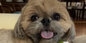 Mountain lion snatches dog just ‘feet away’ from his Glendale home