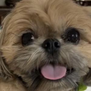 Mountain lion snatches dog just ‘feet away’ from his Glendale home