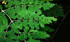 FDA investigating Salmonella outbreak connected to moringa powder
