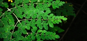 FDA investigating Salmonella outbreak connected to moringa powder