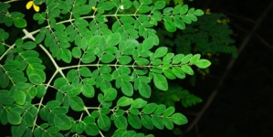 FDA investigating Salmonella outbreak connected to moringa powder