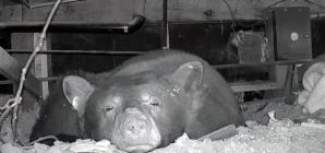 Video: Mama bear, 3 cubs are Lake Tahoe renter’s unexpected housemates