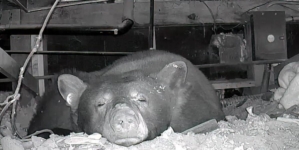 Video: Mama bear, 3 cubs are Lake Tahoe renter’s unexpected housemates