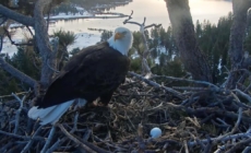 Big Bear eagle couple Jackie and Shadow welcome new egg after first clutch is destroyed