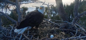 Big Bear eagle couple Jackie and Shadow welcome new egg after first clutch is destroyed