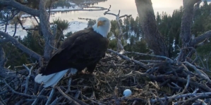 Big Bear eagle couple Jackie and Shadow welcome new egg after first clutch is destroyed