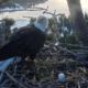 Big Bear eagle couple Jackie and Shadow welcome new egg after first clutch is destroyed