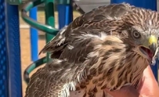State-protected hawk given a joint, BuzzBall on video, officials say