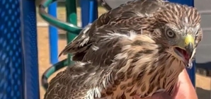 State-protected hawk given a joint, BuzzBall on video, officials say