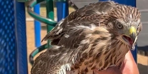 State-protected hawk given a joint, BuzzBall on video, officials say