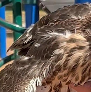 State-protected hawk given a joint, BuzzBall on video, officials say