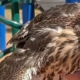 State-protected hawk given a joint, BuzzBall on video, officials say
