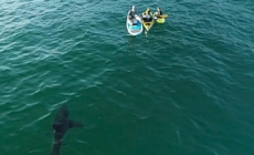 Shark attacks rose in 2025, and the only U.S. death was in California