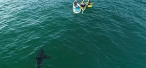 Shark attacks rose in 2025, and the only U.S. death was in California