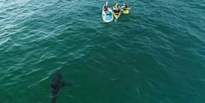Shark attacks rose in 2025, and the only U.S. death was in California