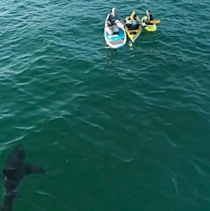 Shark attacks rose in 2025, and the only U.S. death was in California