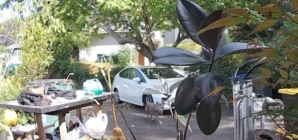 Video: Coyote stalks Pasadena toddler. Hear the mother’s reaction