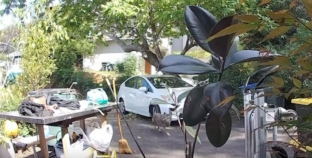 Video: Coyote stalks Pasadena toddler. Hear the mother’s reaction