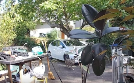 Video: Coyote stalks Pasadena toddler. Hear the mother’s reaction