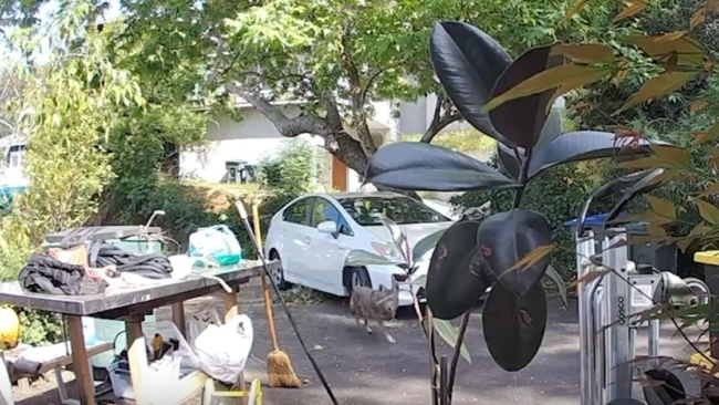 Video: Coyote stalks Pasadena toddler. Hear the mother’s reaction