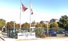 Viral post said a dog faced euthanasia at a California shelter. It was an AI hoax